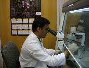 Bhanu Telugu, a post-doctoral fellow in animal sciences in the MU College of Agriculture, Food and Natural Resources and a researcher in the Bond Life Sciences Center, studies stem cells created from connective tissue cells of the pig. Telugu, along with MU researchers R. Michael Roberts and Toshihiko Ezashi, recently published their findings in the Proceedings of the National Academy of Science.